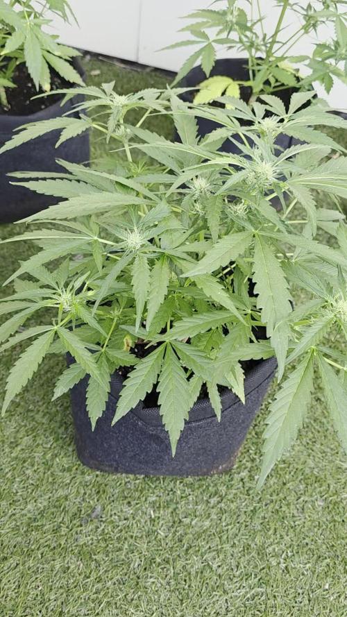 Divine Seeds GAC 🏆 - Auto Moon Rock