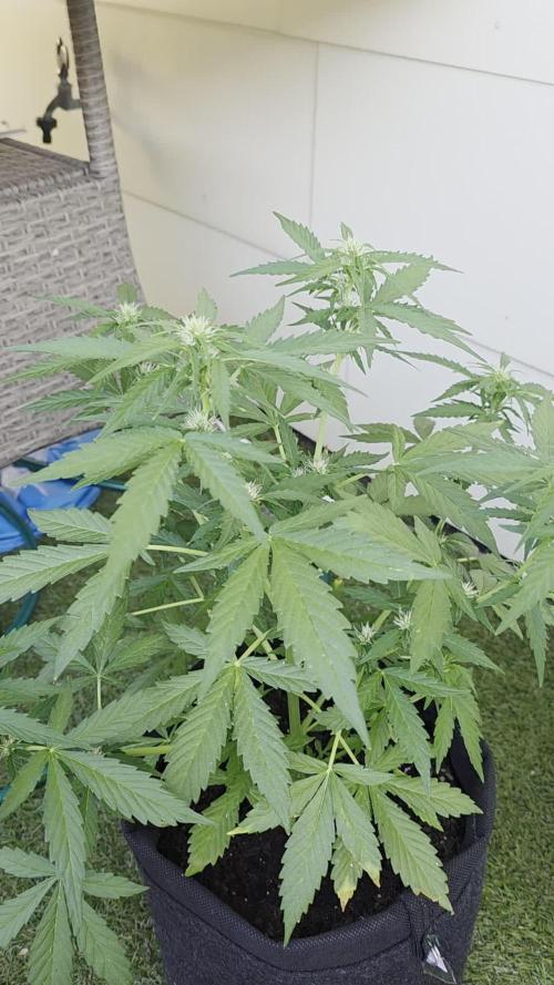 Divine Seeds GAC 🏆 - Auto Candy