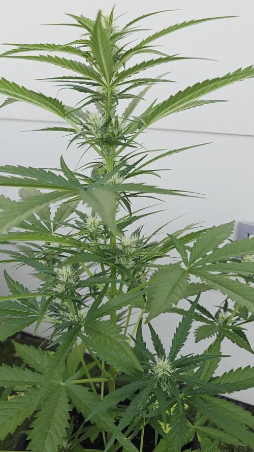 Auto Oreoz by Linda Seeds 🇪🇸