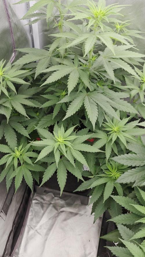 Triple 🍋 Purple Punch x Lemon Drizzle