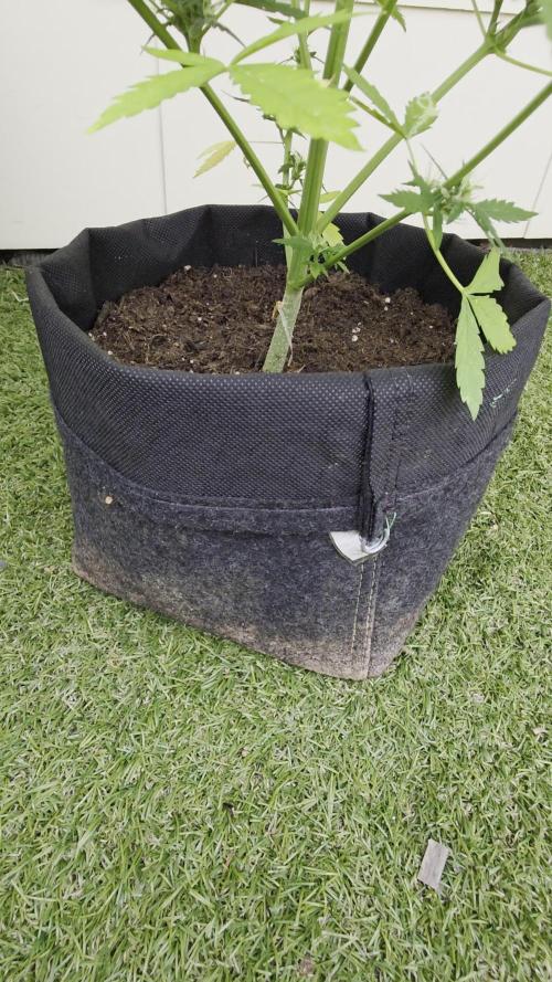 Auto Oreoz by Linda Seeds 🇪🇸