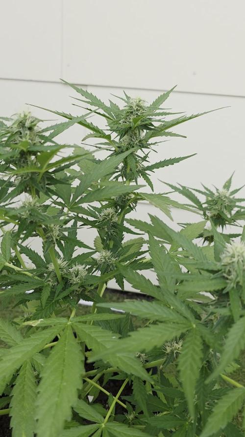 Divine Seeds GAC 🏆 - Auto Candy