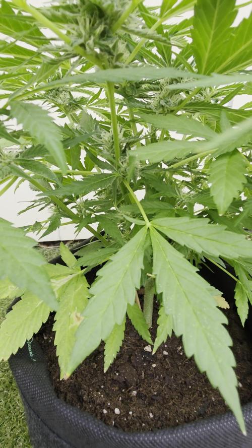 Divine Seeds GAC 🏆 - Auto Moon Rock