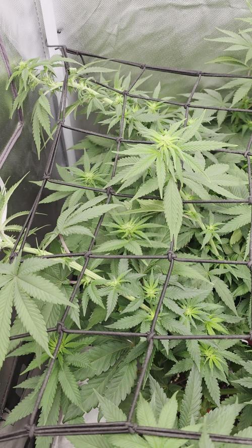 Triple ๐ Purple Punch x Lemon Drizzle