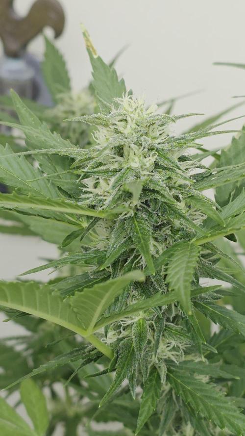 Divine Seeds GAC 🏆 - Auto Candy