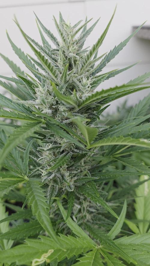 Auto Oreoz by Linda Seeds 🇪🇸