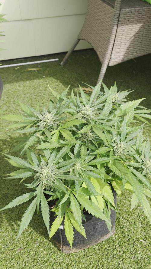Divine Seeds GAC 🏆 - Auto Moon Rock