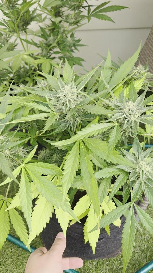 Divine Seeds GAC 🏆 - Auto Moon Rock