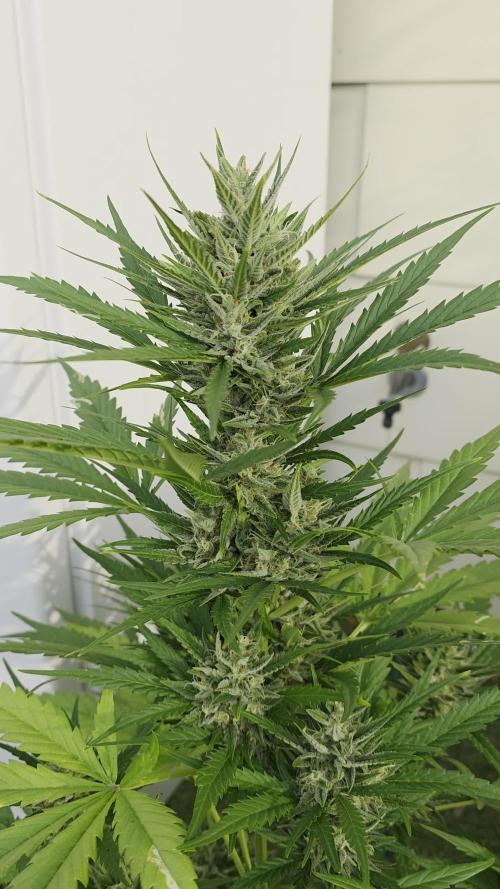Auto Oreoz by Linda Seeds 🇪🇸