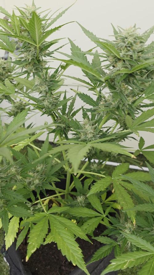 Divine Seeds GAC 🏆 - Auto Candy