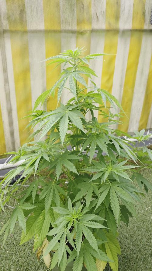 Divine Seeds GAC 🏆 - Divine Rapier