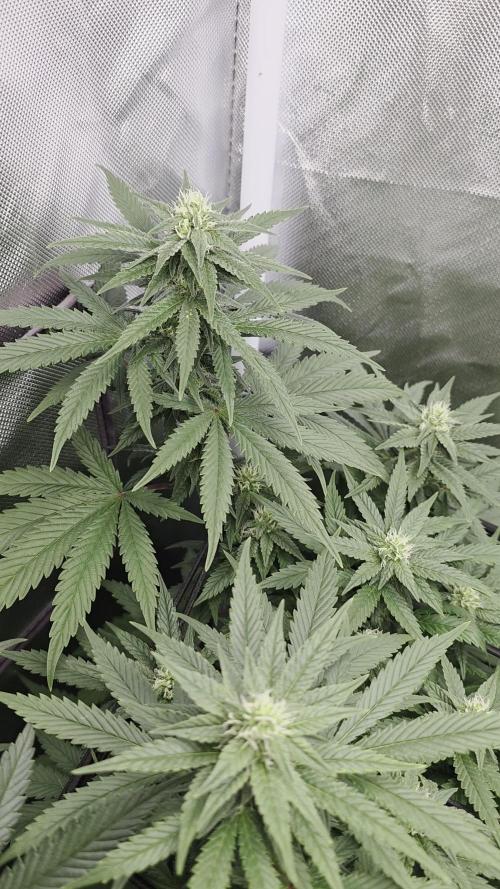 Triple ๐ Purple Punch x Lemon Drizzle