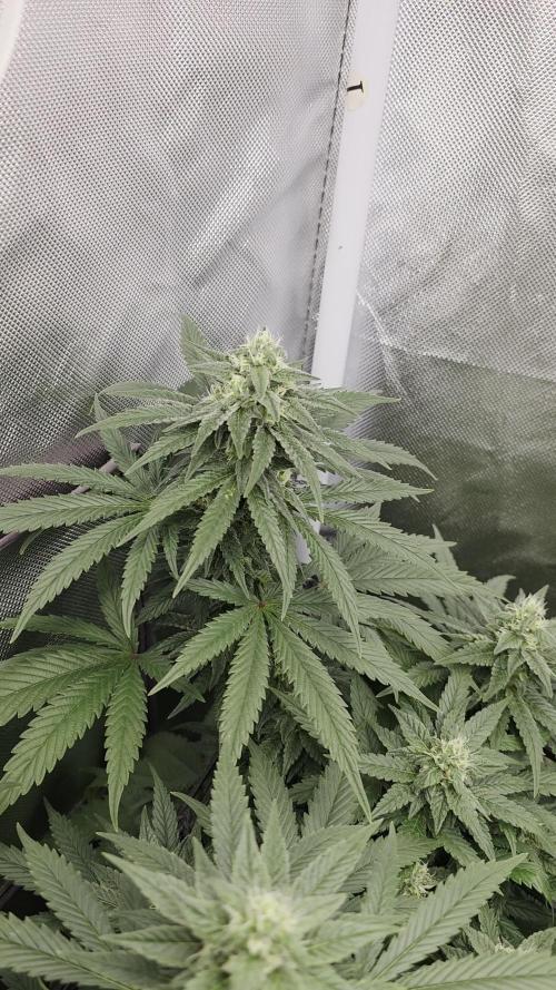 Triple ๐ Purple Punch x Lemon Drizzle