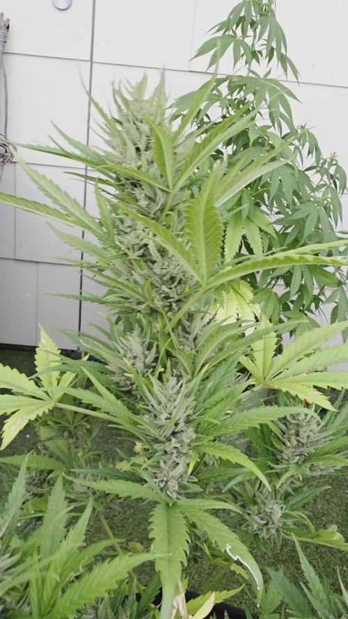 Auto Oreoz by Linda Seeds 🇪🇸