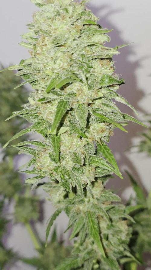 Divine Seeds GAC 🏆 - Auto Candy
