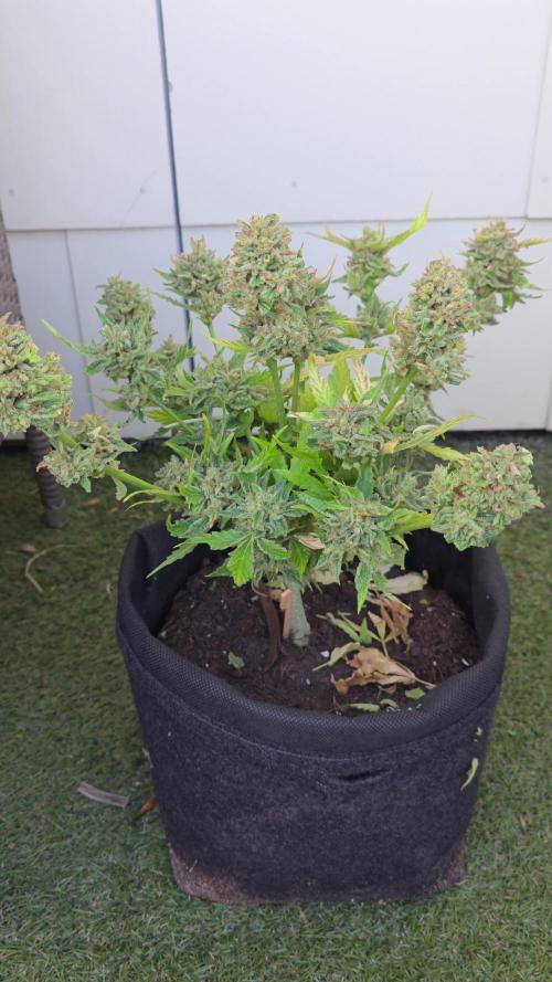 Divine Seeds GAC 🏆 - Auto Moon Rock