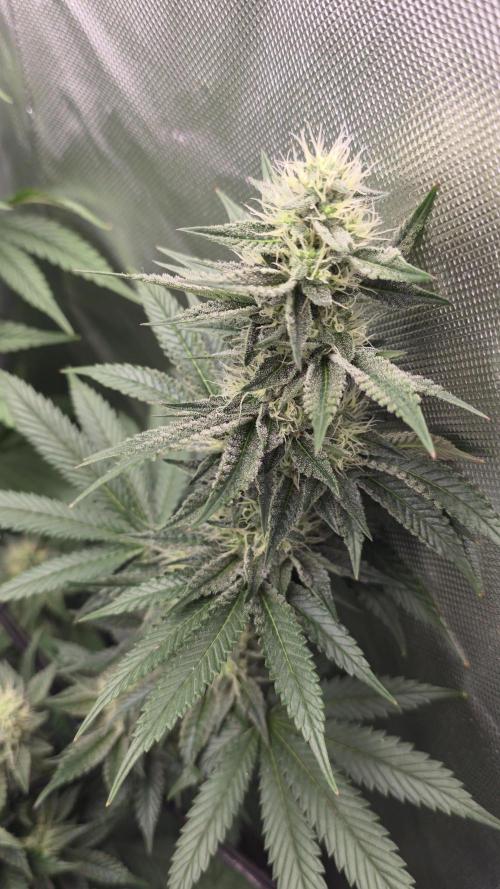 Triple 🍋 - Lemon Cherry Gelato