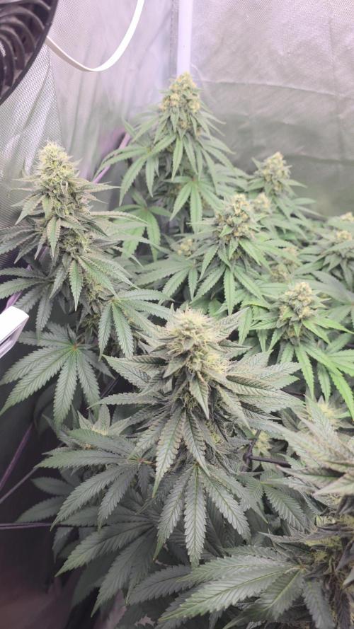 Triple 🍋 - Lemon Cherry Gelato