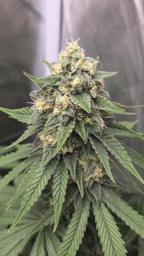 Triple ๐ Purple Punch x Lemon Drizzle