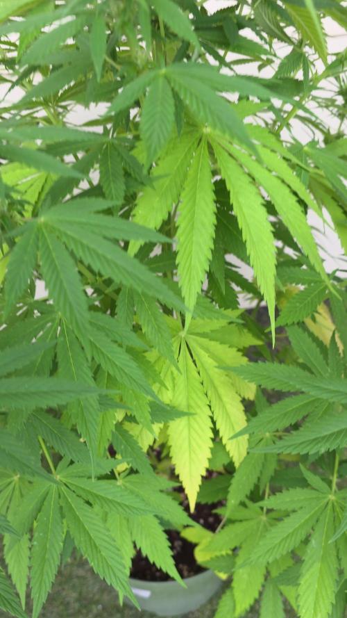 Divine Seeds GAC 🏆 - Divine Rapier