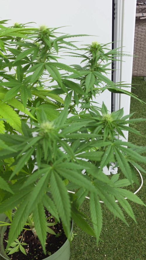 Divine Seeds GAC 🏆 - Divine Rapier