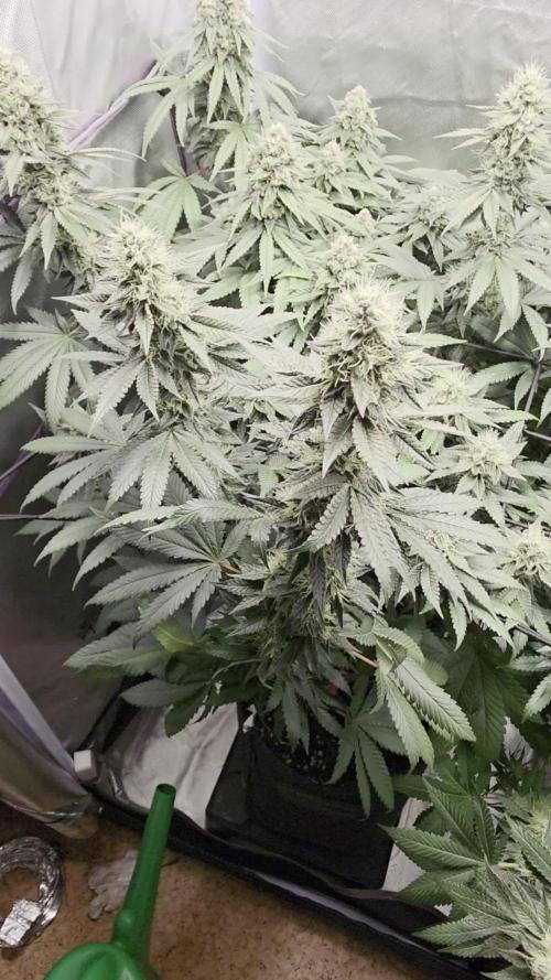 Triple 🍋 - Lemon Cherry Gelato