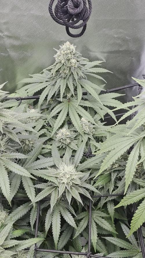 Triple ๐ Purple Punch x Lemon Drizzle