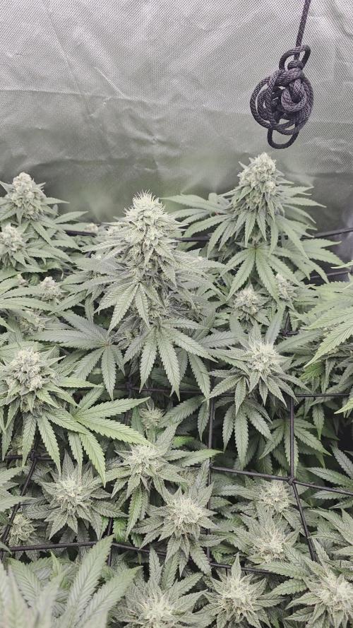 Triple ๐ Purple Punch x Lemon Drizzle