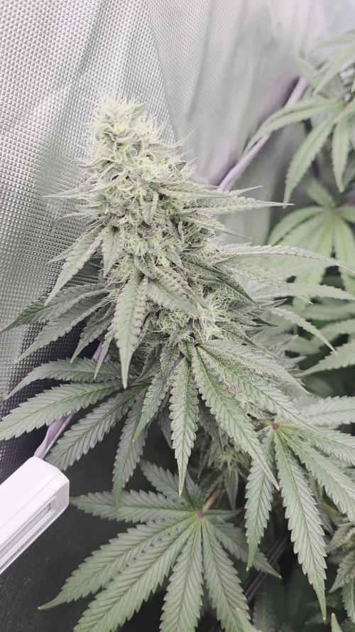 Triple 🍋 - Lemon Cherry Gelato