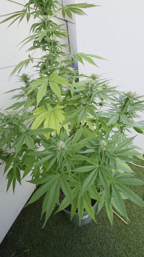 Divine Seeds GAC 🏆 - Divine Rapier