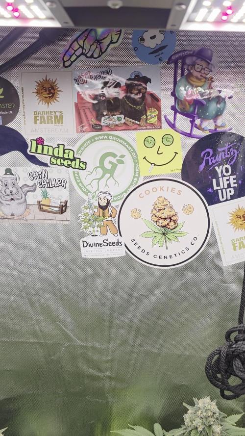 Triple 🍋 Purple Punch x Lemon Drizzle