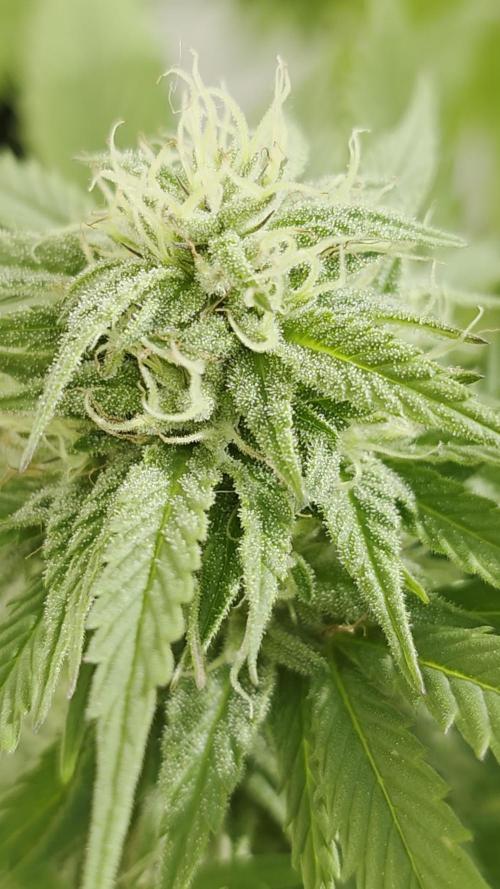 Divine Seeds GAC 🏆 - Divine Rapier