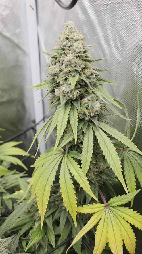 Triple ๐ Purple Punch x Lemon Drizzle