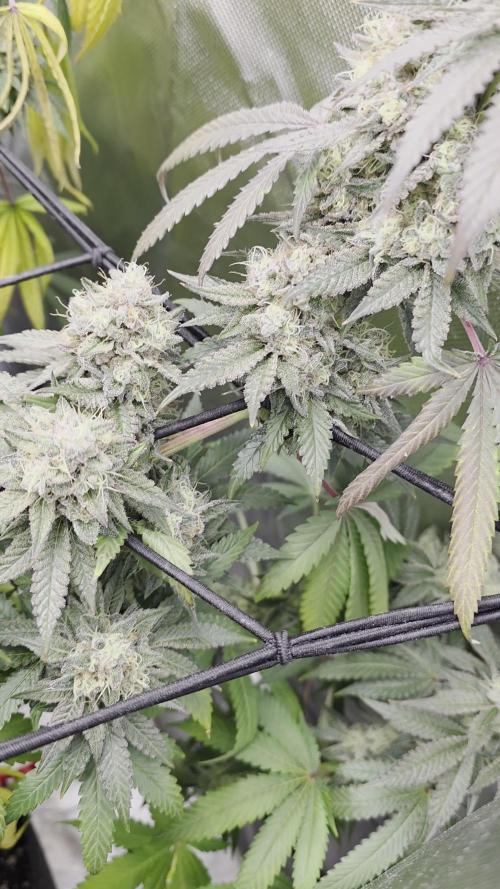 Triple 🍋 - Lemon Cherry Gelato