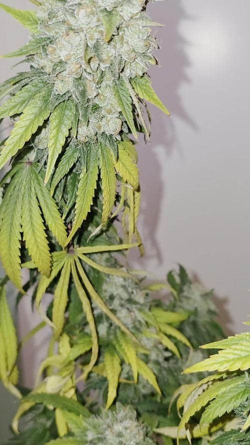 Triple 🍋 Purple Punch x Lemon Drizzle