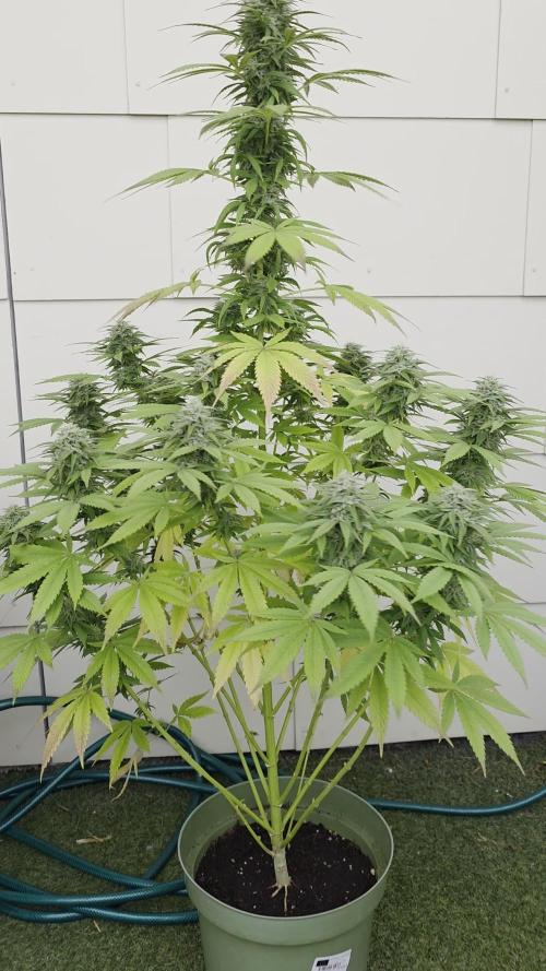 Divine Seeds GAC 🏆 - Divine Rapier