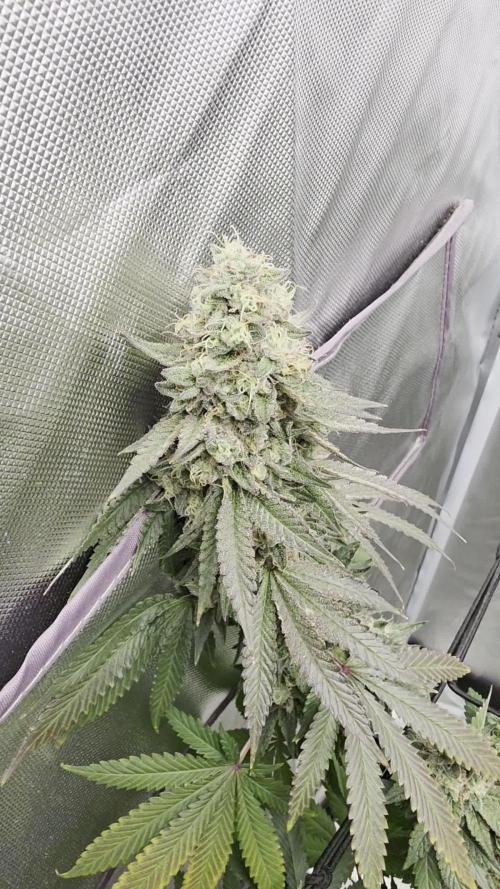 Triple 🍋 - Lemon Cherry Gelato