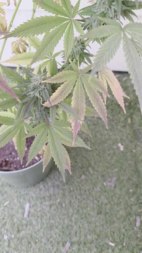 Divine Seeds GAC 🏆 - Divine Rapier