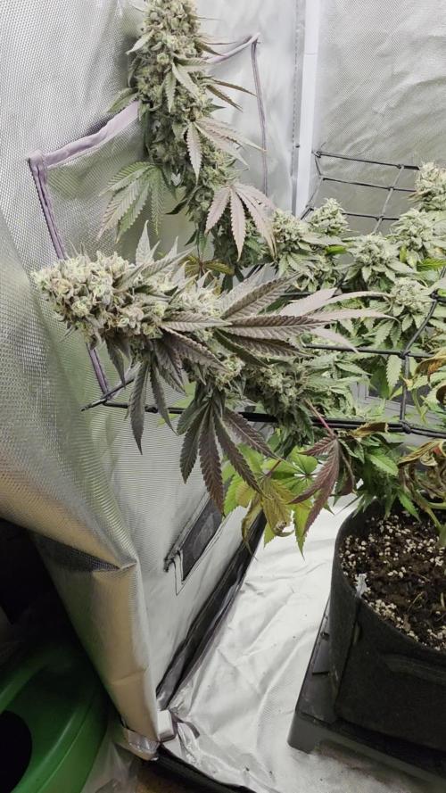 Triple 🍋 - Lemon Cherry Gelato