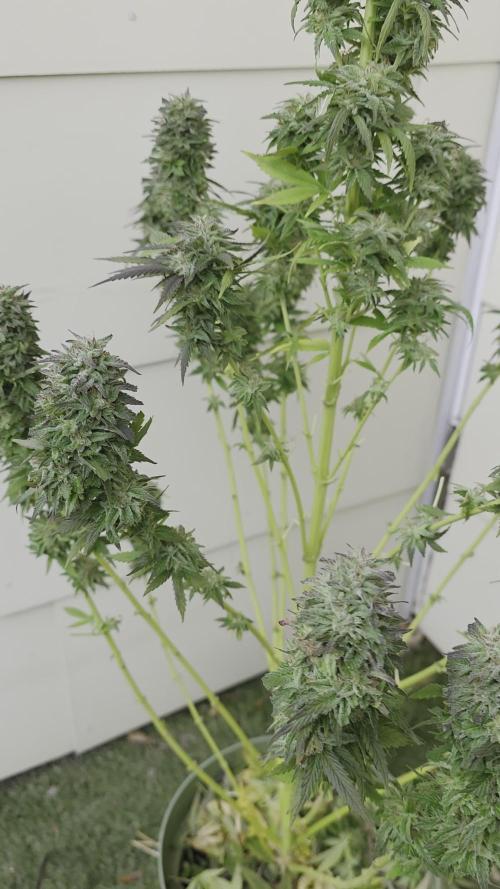 Divine Seeds GAC 🏆 - Divine Rapier