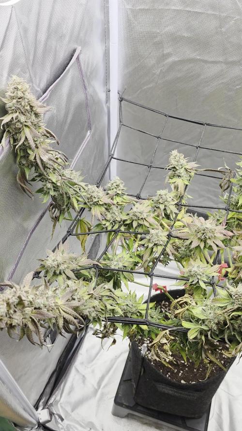 Triple 🍋 - Lemon Cherry Gelato