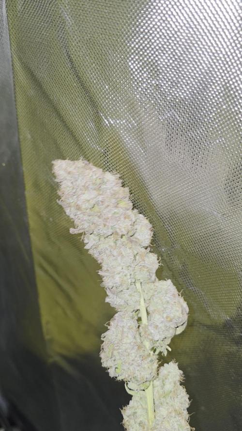 Triple 🍋 - Lemon Cherry Gelato