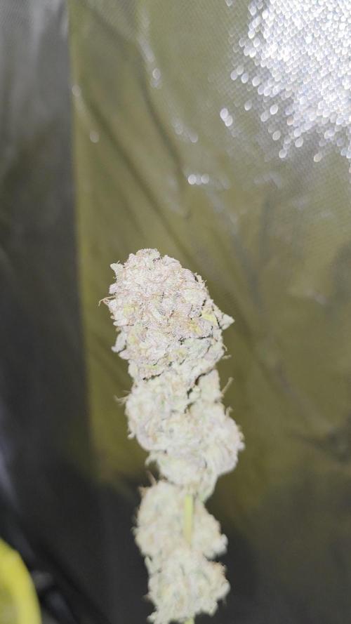 Triple 🍋 - Lemon Cherry Gelato