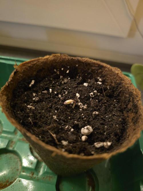 IZI Seeds GC 2025 🏆 Permanent Bluez. Week 0