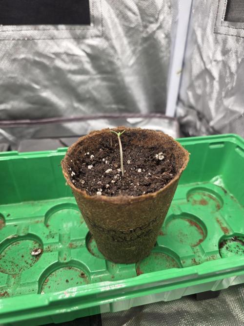 IZI Seeds GC 2025 🏆 Permanent Bluez. Week 0