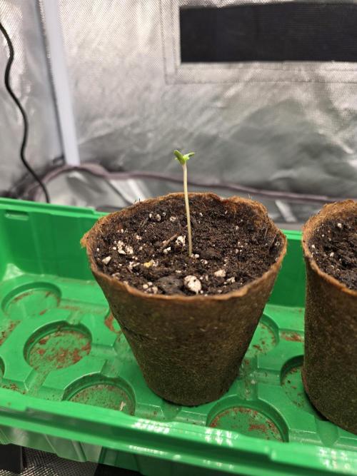 Monster Maker by Sweet Seeds. Week 0