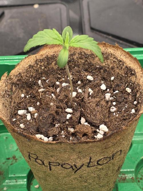 Balling like Gary 🏀 Papayton FastBuds. Week 0