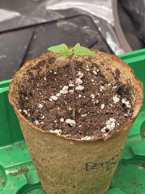 IZI Seeds GC 2025 🏆 Permanent Bluez. Week 0