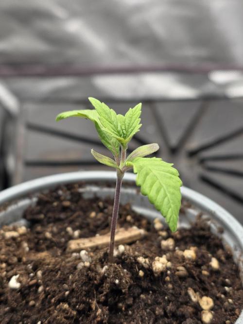 IZI Seeds GC 2025 🏆 Permanent Bluez. Week 1