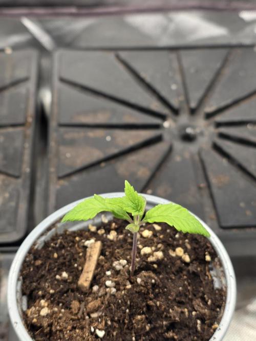 IZI Seeds GC 2025 🏆 Permanent Bluez. Week 1